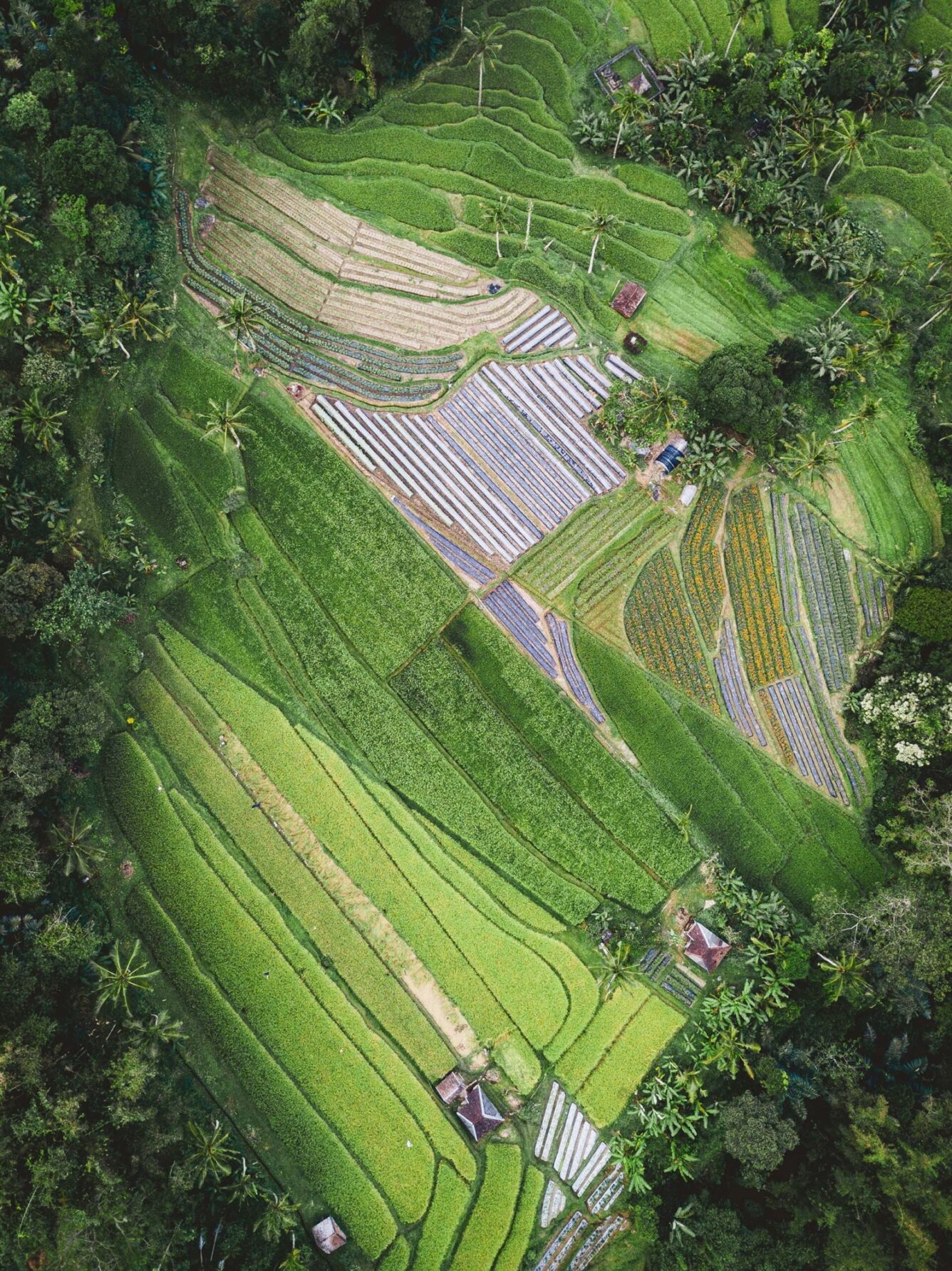 Bird's-eye view of lush green rice terraces, with different plots in varying shades of green and brown, surrounded by trees and small farm structures.